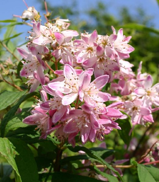 Deutzia rosea